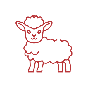 Sheep